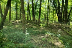 IMG20250525113306